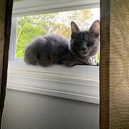 Pepper is registered to the contest to win money with this photo: animal, calm, cat, cozy, curtains, domestic, feline, greenery, grey_cat, home, indoor, nature, pets, portrait, quiet, relaxed, resting, sunlight, window, windowsill