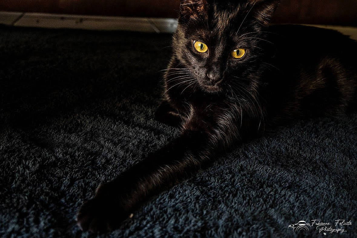 Levy participe au concours pour gagner de l'argent avec cette photo : black_cat, carnivore, cat, claw, darkness, domestic_short_haired_cat, felidae, flooring, foot, grey, human_leg, monochrome_photography, paw, road_surface, small_to_medium_sized_cats, snout, tail, terrestrial_animal, whiskers, wood