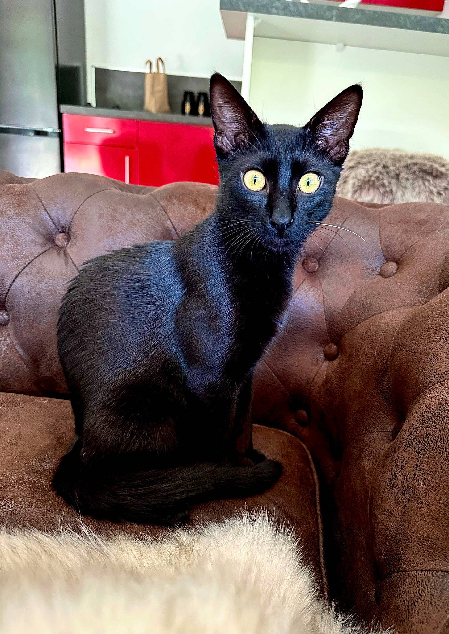 Levy participe au concours pour gagner de l'argent avec cette photo : bombay, carnivore, cat, comfort, domestic_short_haired_cat, felidae, fur, grey, iris, small_to_medium_sized_cats, snout, whiskers, window