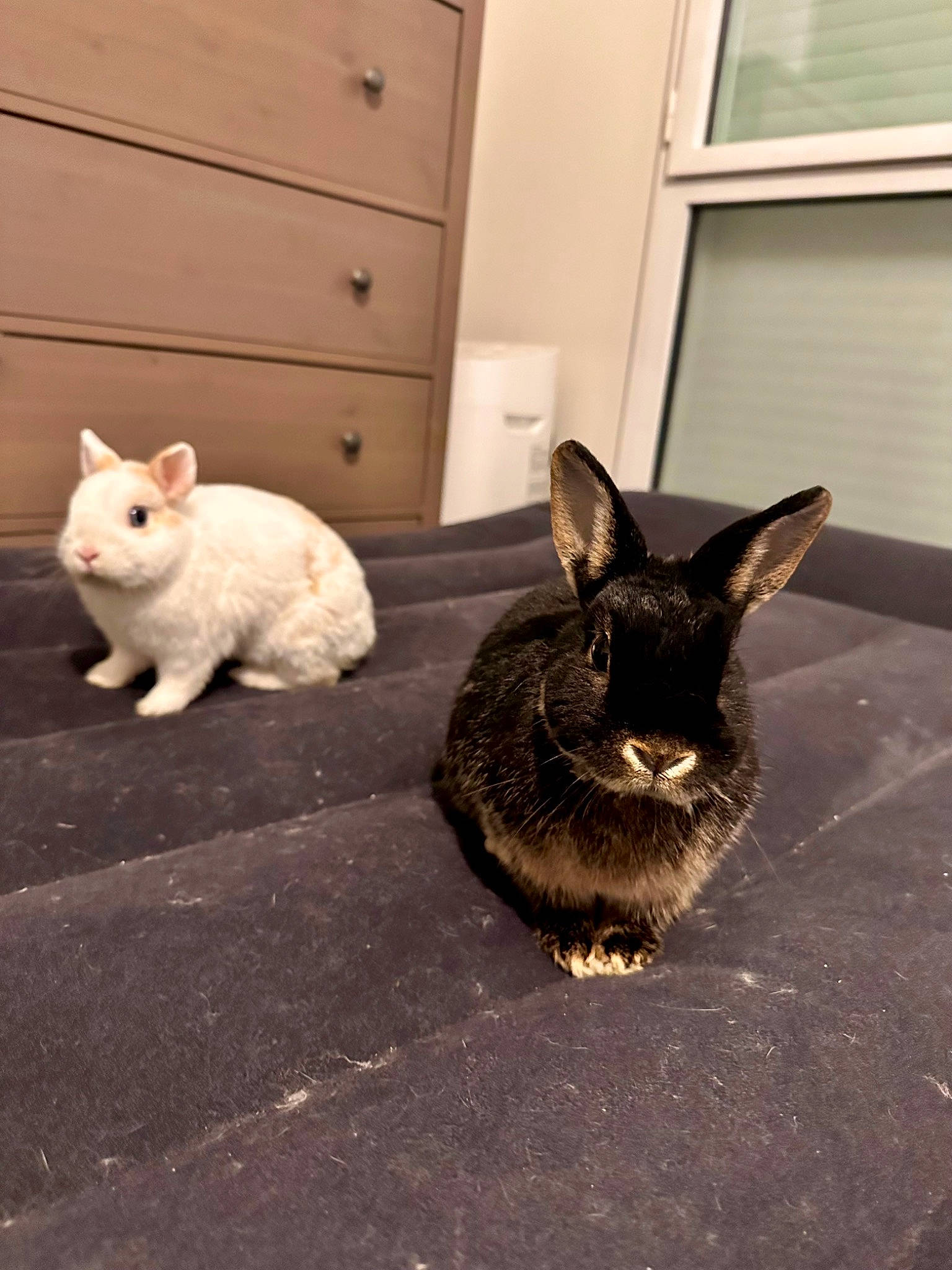 Esther participe au concours pour gagner de l'argent avec cette photo : cabinetry, domestic_rabbit, door, drawer, ear, fawn, floor, flooring, fur, grey, hare, mammal, rabbit, rabbits_and_hares, snout, tail, vertebrate, whiskers, window, wood_rabbit