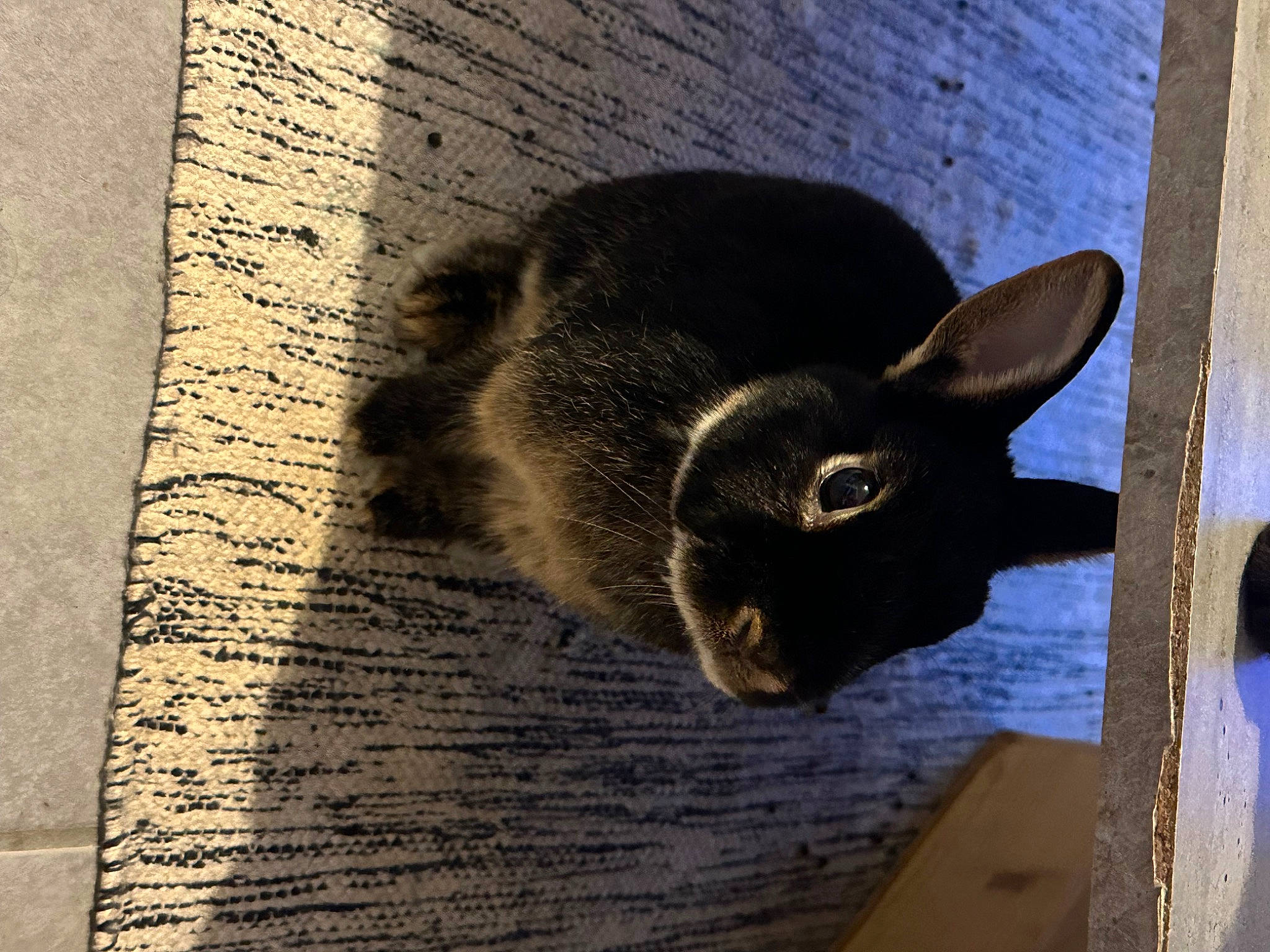 Esther a rejoint le concours — aidez-le/la à gagner de superbes lots ! art, brick, domestic_rabbit, felidae, fur, hare, marsupial, mouse, rabbit, rabbits_and_hares, rodent, shadow, small_to_medium_sized_cats, squirrel, tail, terrestrial_animal, trunk, visual_arts, whiskers, wood