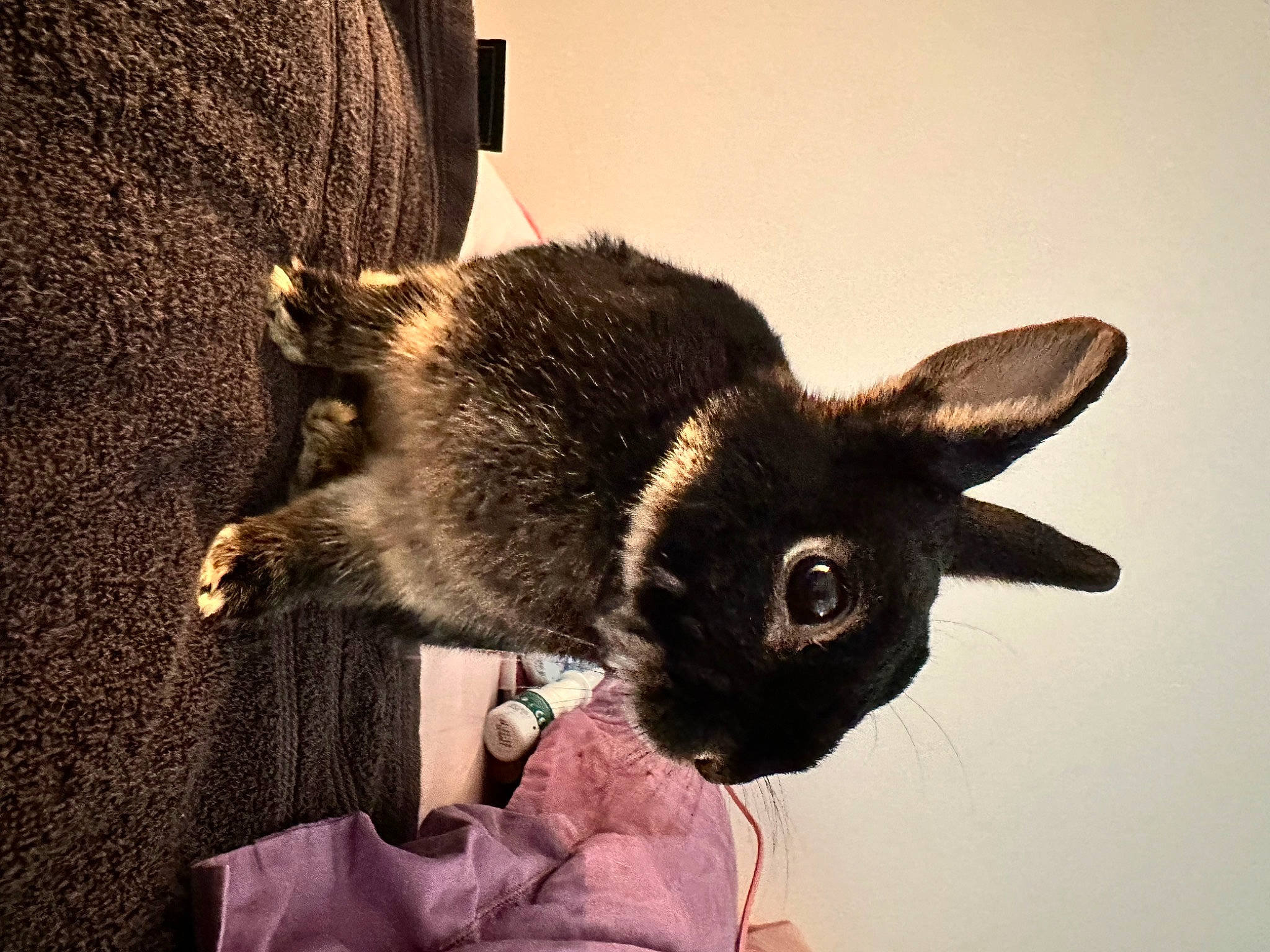 Esther a rejoint le concours — aidez-le/la à gagner de superbes lots ! carnivore, cat, claw, dog_breed, domestic_short_haired_cat, ear, eye, fashion_accessory, fawn, felidae, fur, gesture, head, natural_material, plant, small_to_medium_sized_cats, snout, tail, terrestrial_animal, whiskers