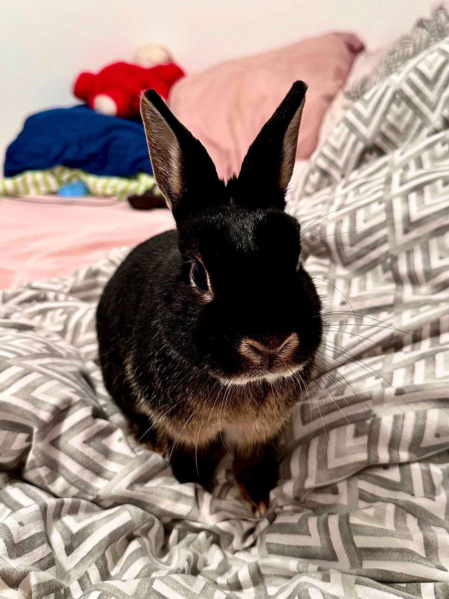 Esther a rejoint le concours — aidez-le/la à gagner de superbes lots ! domestic_rabbit, ear, event, fawn, fur, grass, hare, pattern, rabbit, rabbits_and_hares, snout, snowshoe_hare, terrestrial_animal, whiskers, wildlife, wood_rabbit