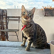 Hermès a rejoint le concours — aidez-le/la à gagner de superbes lots ! animal, cat, chair, closeup, collar, curious, domestic_cat, dried_plant, feline, fence, glass, green_eyes, outdoor, pet, plant, red_collar, sitting, tabby, window, wooden_table