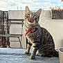 animal, cat, chair, closeup, collar, curious, domestic_cat, dried_plant, feline, fence, glass, green_eyes, outdoor, pet, plant, red_collar, sitting, tabby, window, wooden_table