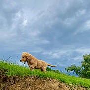 Aka a rejoint le concours — aidez-le/la à gagner de superbes lots ! animal, canine, cloudy, collar, cute, dog, earth, exploration, golden_retriever, grass, green, landscape, mammal, nature, outdoor, pet, puppy, side_view, sky, young