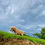 animal, canine, cloudy, collar, cute, dog, earth, exploration, golden_retriever, grass, green, landscape, mammal, nature, outdoor, pet, puppy, side_view, sky, young
