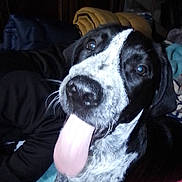Tip is registered to the contest to win money with this photo: bed, black_and_white, blanket, canine, close_up, collar, couch, curious, dog, eyes, friendly, fur_pattern, indoor, nose, paws, pet, playful, portrait, tongue_out, whiskers