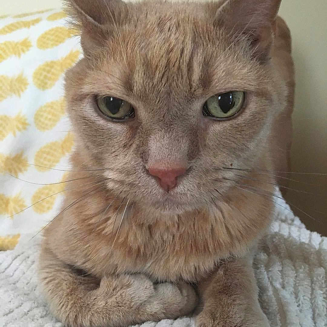 Milo