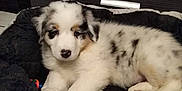Perle participe au concours pour gagner de l'argent avec cette photo : australian_collie, australian_shepherd, border_collie, canidae, carnivore, companion_dog, dog, dog_breed, herding_dog, mammal, miniature_australian_shepherd, puppy, rare_breed_dog, snout, sporting_group, vertebrate