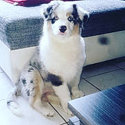 Perle a rejoint le concours — aidez-le/la à gagner de superbes lots ! australian_shepherd, border_collie, canidae, carnivore, companion_dog, dog, dog_breed, herding_dog, mammal, miniature_australian_shepherd, puppy, rare_breed_dog, sporting_group, vertebrate, working_dog