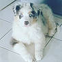 Perle participe au concours pour gagner de l'argent avec cette photo : australian_shepherd, border_collie, canidae, carnivore, companion_dog, dog, dog_breed, mammal, miniature_australian_shepherd, nose, puppy, rare_breed_dog, vertebrate, working_dog