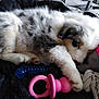 Perle participe au concours pour gagner de l'argent avec cette photo : australian_shepherd, border_collie, canidae, carnivore, cat, companion_dog, dog, dog_breed, ear, felidae, mammal, miniature_australian_shepherd, puppy, sporting_group