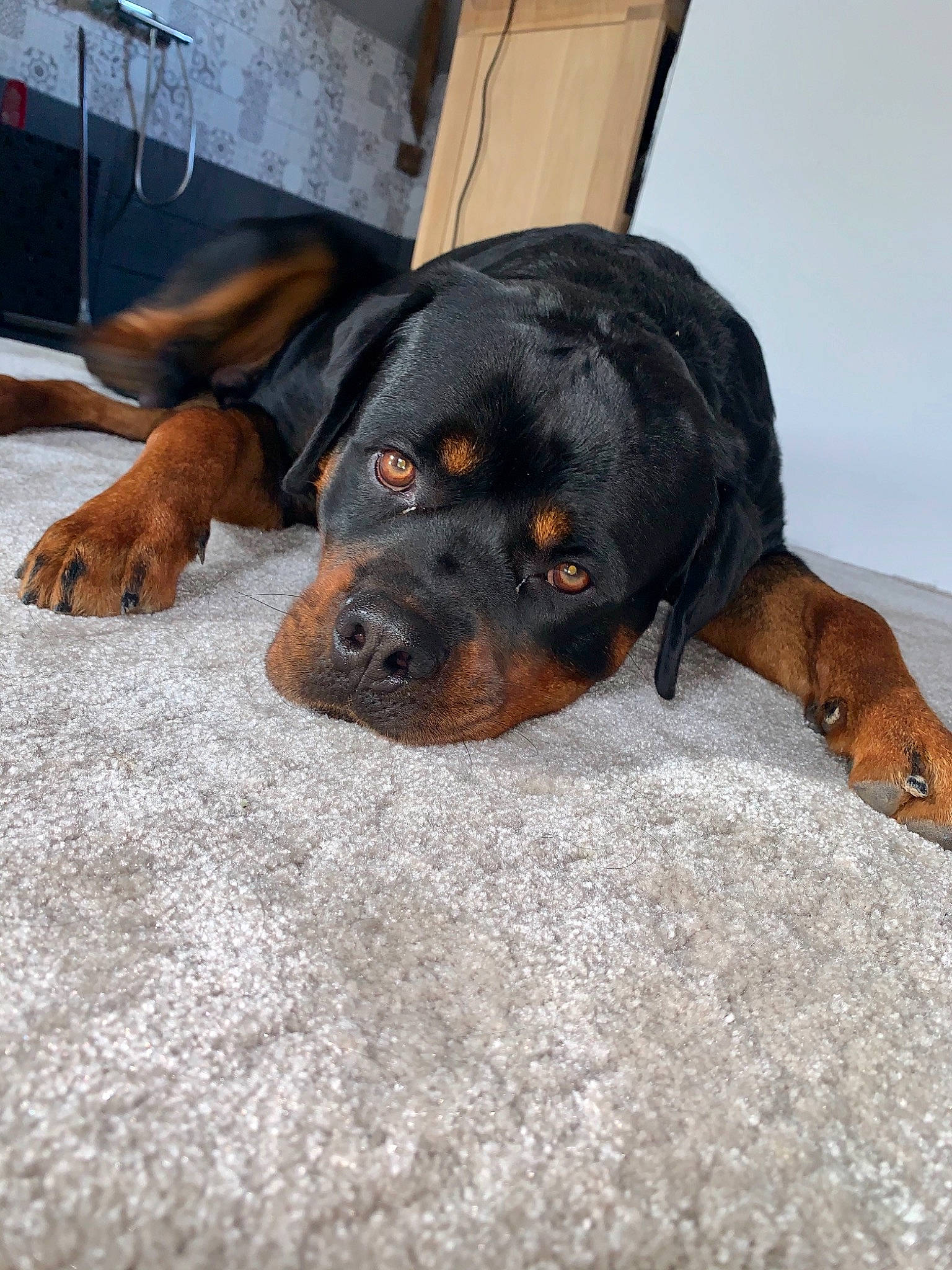 El Roy a rejoint le concours — aidez-le/la à gagner de superbes lots ! austrian_black_and_tan_hound, canidae, carnivore, companion_dog, dog, dog_breed, fawn, hellenikos_ichnilatis, hunting_dog, mammal, polish_hunting_dog, puppy, rottweiler, snout, sporting_group, vertebrate, working_dog