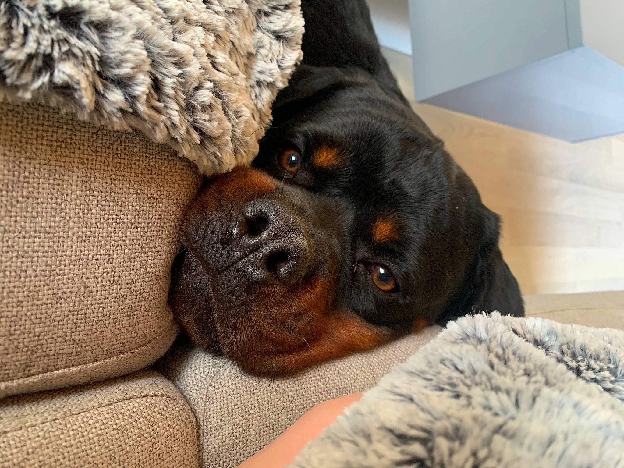 El Roy a rejoint le concours — aidez-le/la à gagner de superbes lots ! canidae, carnivore, companion_dog, dog, dog_breed, mammal, puppy, puppy_love, rottweiler, snout, sporting_group, vertebrate