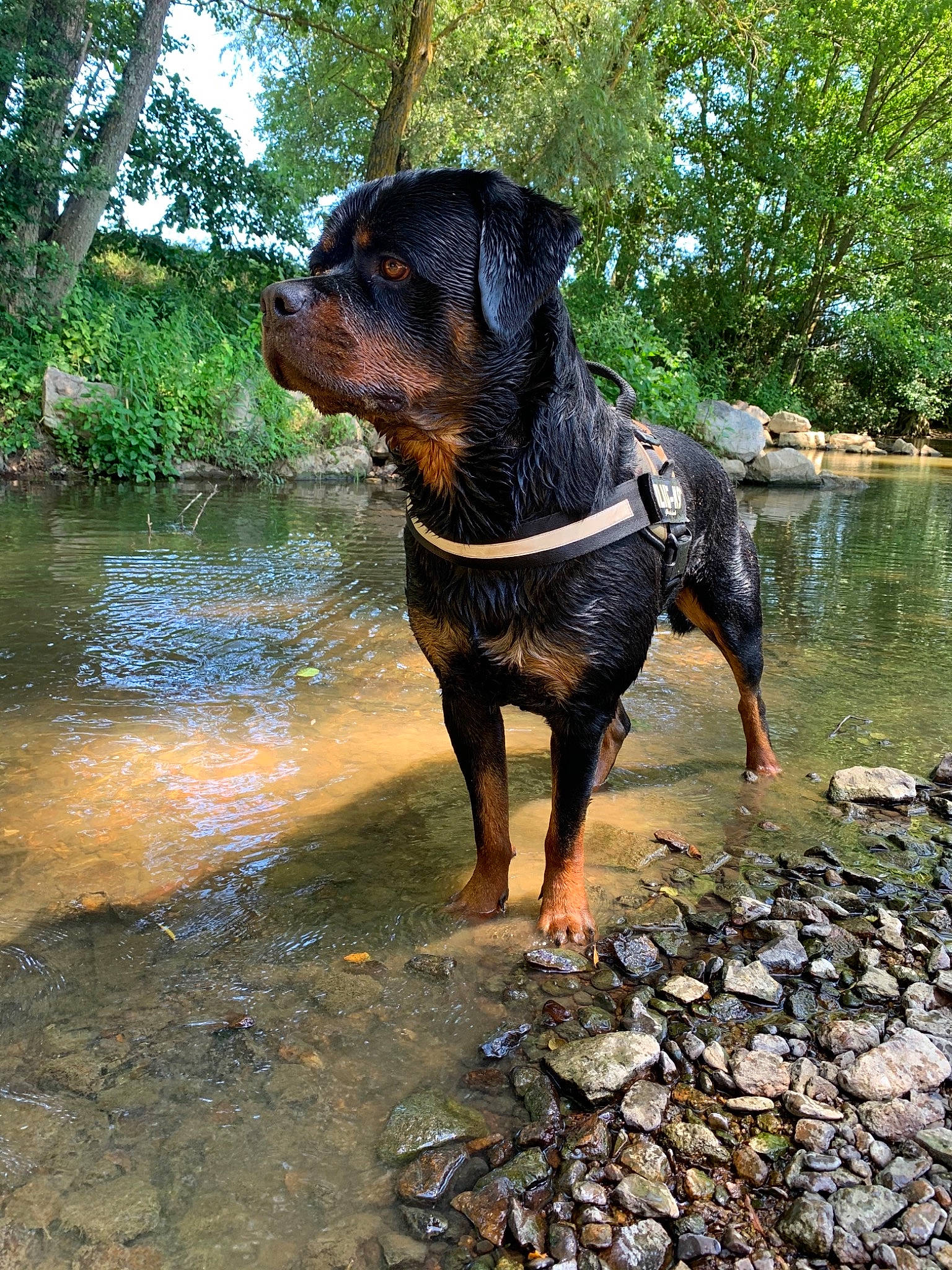 El Roy a rejoint le concours — aidez-le/la à gagner de superbes lots ! canidae, carnivore, dog, dog_breed, fawn, hunting_dog, mammal, molosser, polish_hunting_dog, rare_breed_dog, rottweiler, sporting_group, vertebrate, working_dog