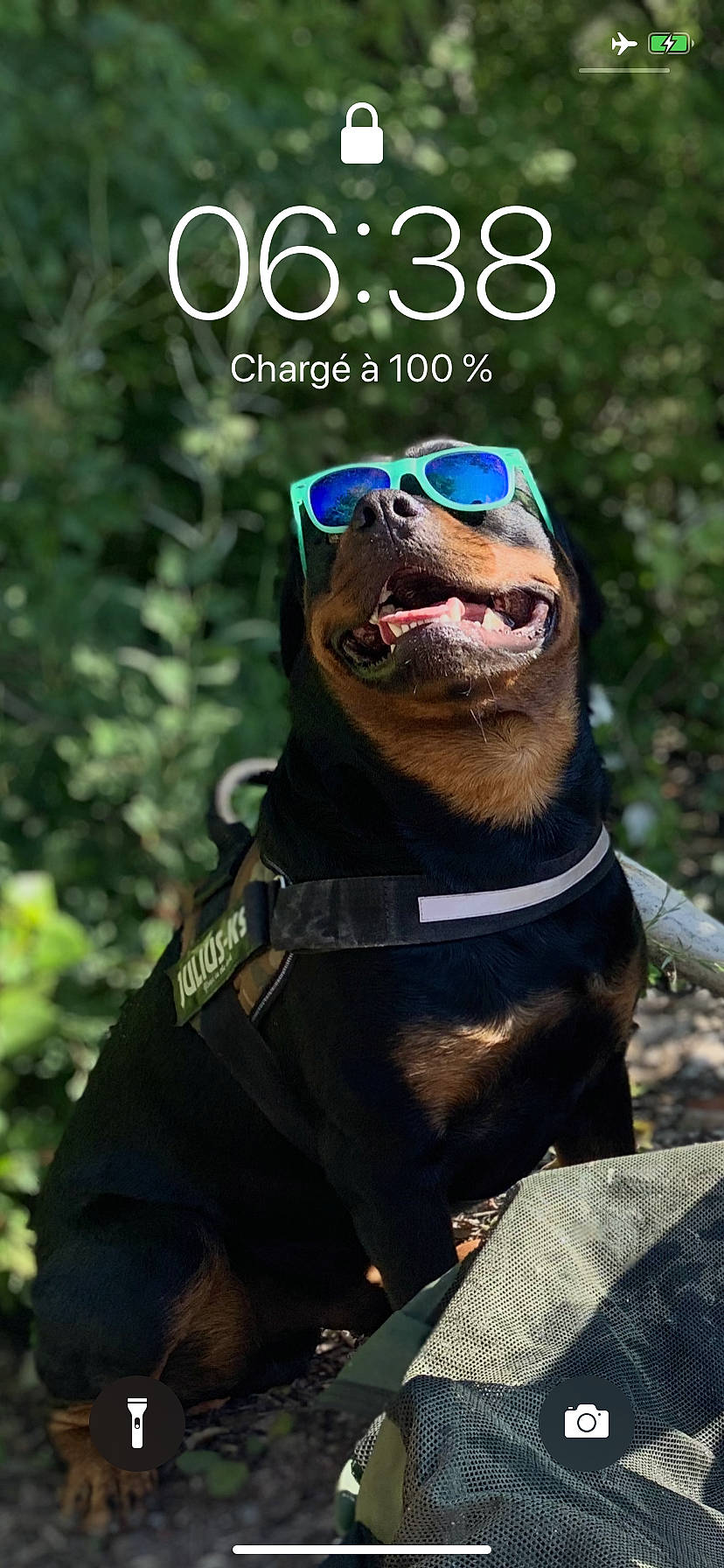 El Roy a rejoint le concours — aidez-le/la à gagner de superbes lots ! american_pit_bull_terrier, beard, canidae, carnivore, cool, dog, dog_breed, eyewear, facial_hair, glasses, guard_dog, hunting_dog, photo_caption, photography, pit_bull, rottweiler, selfie, snout, sporting_group, sunglasses