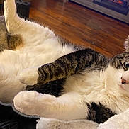 Baby Love joined the competition — help win amazing prizes! cat, tabby, white_fur, fluffy, lying_down, indoor, relaxed, pet, cute, whiskers, paws, blanket, furniture, wooden_floor, domestic_animal, cozy, resting, animal, fur, mammal