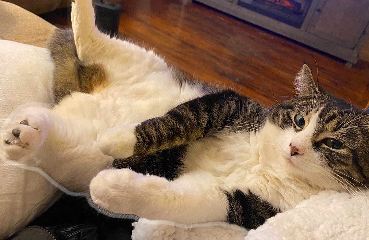 Baby Love joined the competition — help win amazing prizes! cat, tabby, white_fur, fluffy, lying_down, indoor, relaxed, pet, cute, whiskers, paws, blanket, furniture, wooden_floor, domestic_animal, cozy, resting, animal, fur, mammal