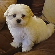 Bobby a rejoint le concours — aidez-le/la à gagner de superbes lots ! puppy, dog, white_dog, fluffy, small_dog, pet, animal, canine, portrait, sitting, couch, indoor, brown_couch, fur, long_hair, black_nose, dark_eyes, cute, companion_animal, closeup