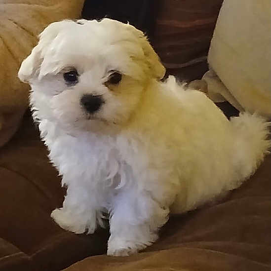 Bobby