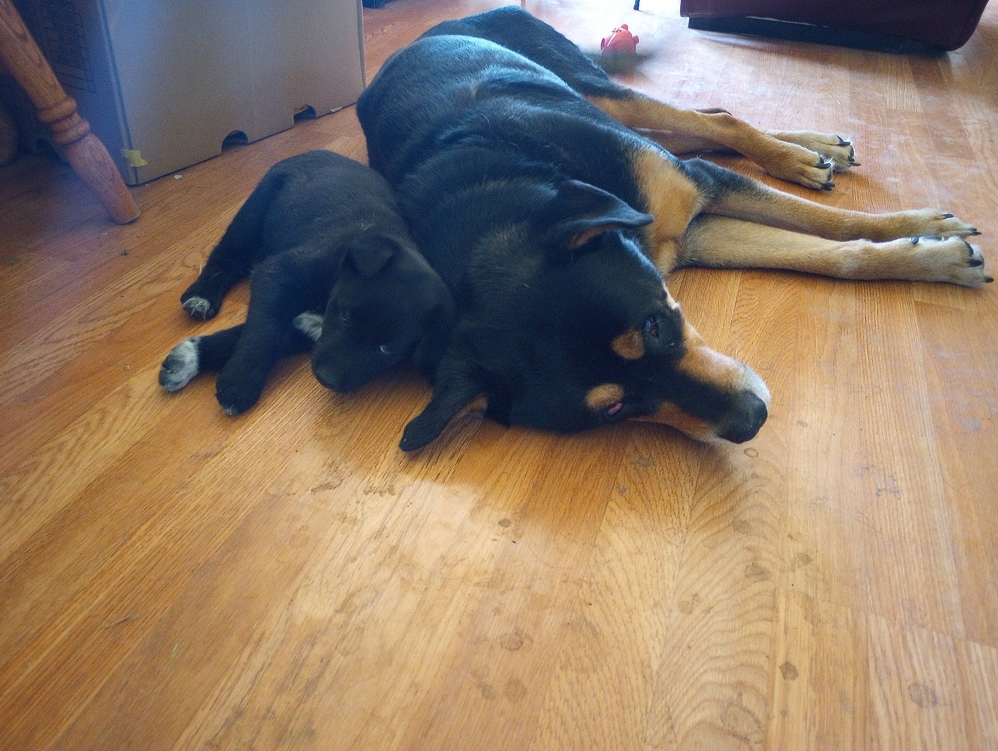 Rino joined the competition — help win amazing prizes! carnivore, comfort, companion_dog, dobermann, dog, dog_breed, fawn, floor, flooring, guard_dog, hardwood, laminate_flooring, sporting_group, tail, varnish, vertebrate, wood, wood_flooring, wood_stain, working_animal