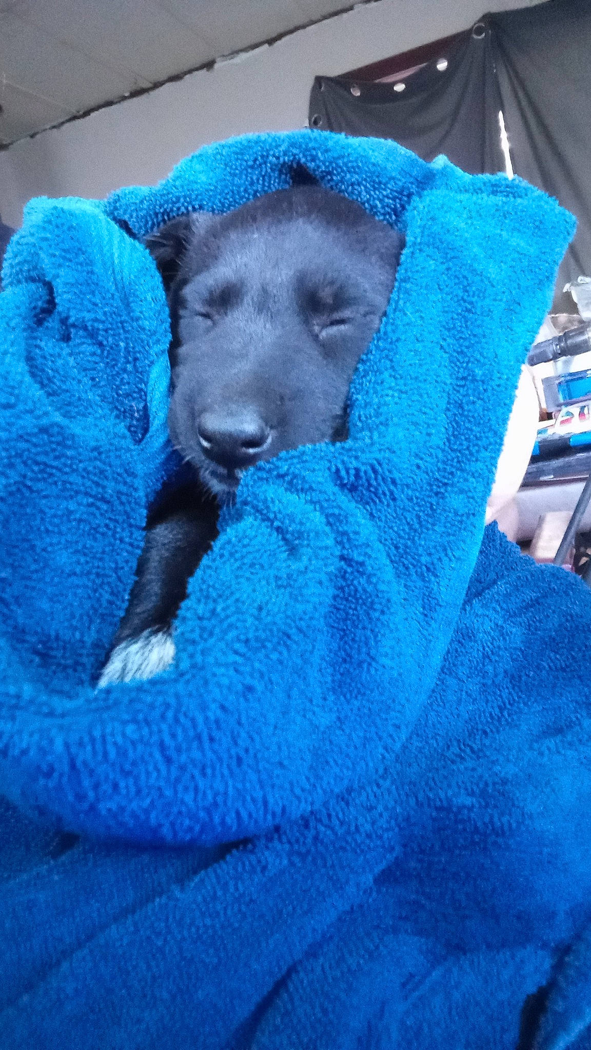 Rino joined the competition — help win amazing prizes! blue, canidae, carnivore, comfort, companion_dog, dog, dog_breed, electric_blue, fur, non_sporting_group, russian_blue, sporting_group, terrestrial_animal, working_animal