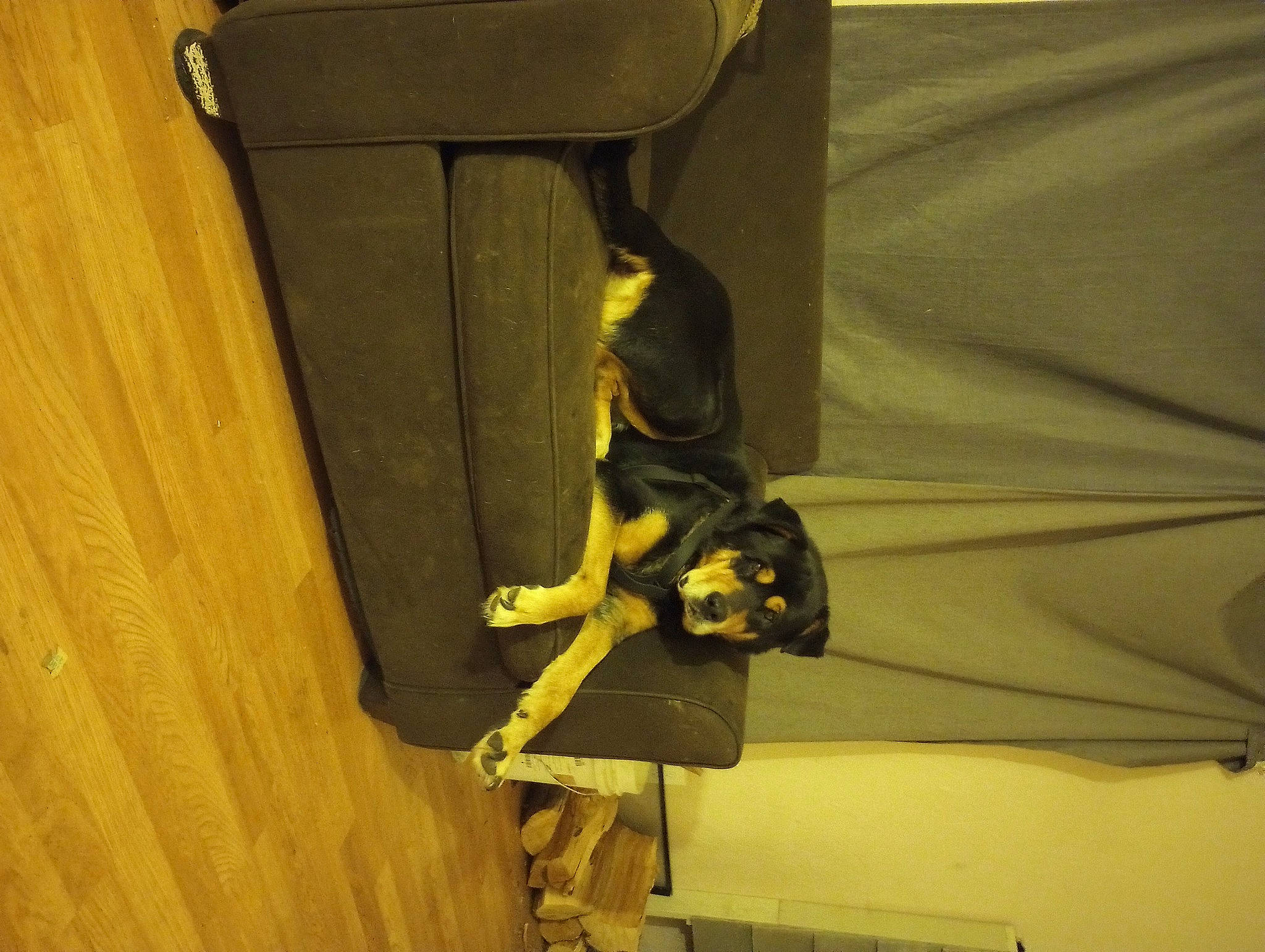 Skeeter joined the competition — help win amazing prizes! carnivore, cat, chair, comfort, door, felidae, flooring, hardwood, human_leg, plywood, room, small_to_medium_sized_cats, tail, thigh, tints_and_shades, varnish, whiskers, wood, wood_stain