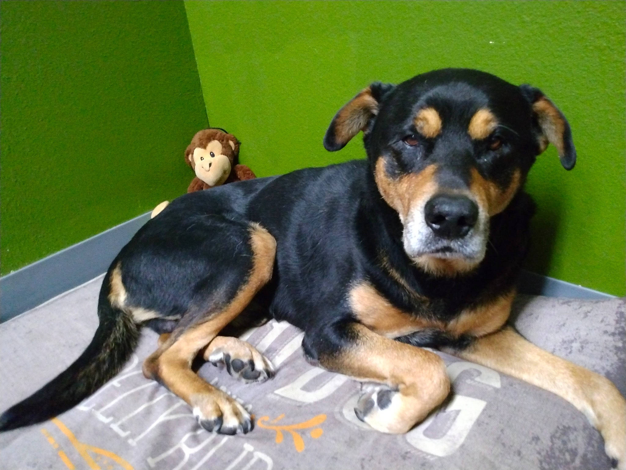 Skeeter is registered to the contest to win money with this photo: ancient_dog_breeds, austrian_black_and_tan_hound, beaglier, canidae, carlin_pinscher, carnivore, companion_dog, dog, dog_breed, guard_dog, hunting_dog, puppy, rottweiler, sharing, snout, sporting_group, working_dog