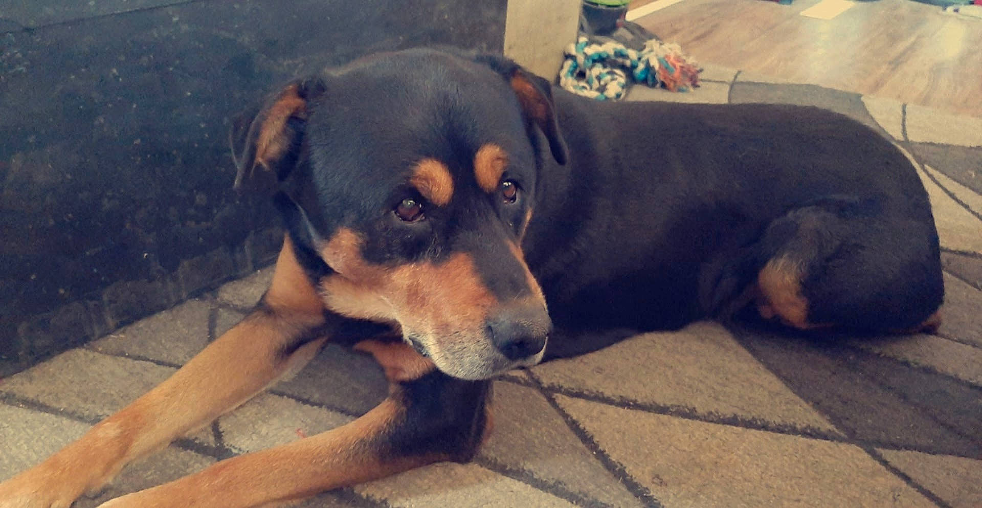 Skeeter joined the competition — help win amazing prizes! beaglier, canidae, carnivore, companion_dog, dog, dog_breed, fawn, paw, puppy, sporting_group, terrestrial_animal, whiskers, working_animal, working_dog