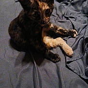 Nixie joined the competition — help win amazing prizes! animal, blue_fabric, cat, closeup, curious, dim_light, domestic_cat, ears, feline, fur, indoor, looking_up, paws, pet, resting, shadow, sitting, tortoiseshell_cat, whiskers, wrinkled_cloth