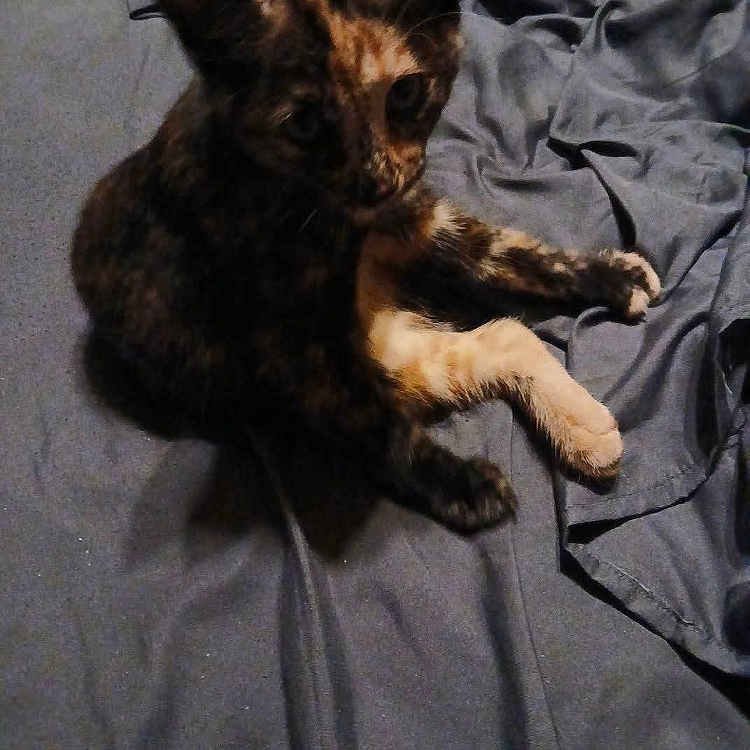 Nixie