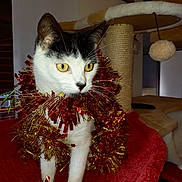 Trisox participe au concours pour gagner de l'argent avec cette photo : cat, tinsel, festive, black_and_white, yellow_eyes, scratching_post, perch, toy, indoor, pet, feline, holiday, decorations, curious, animal, whiskers, closeup, red, gold, fur