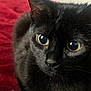 cat, black_cat, close_up, pet, animal, feline, eyes, whiskers, fur, indoor, cozy, blanket, red_background, resting, cute, portrait, domestic_animal, soft_texture, relaxed, mammal