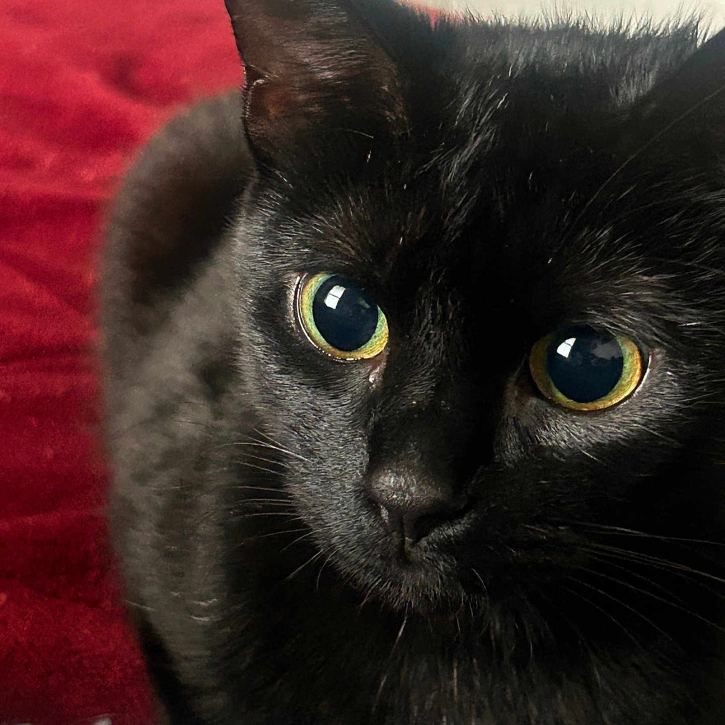 Starla is registered to the contest to win money with this photo: animal, black_cat, blanket, cat, close_up, cozy, cute, domestic_animal, eyes, feline, fur, indoor, mammal, pet, portrait, red_background, relaxed, resting, soft_texture, whiskers