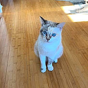 Gigi joined the competition — help win amazing prizes! cat, cats, blue_eyes, wooden_floor, indoor, pet, animal, stretching, sitting, curious, sunlight, flooring, feline, domestic_animal, whiskers, playful, relaxed, household, two_animals, cute