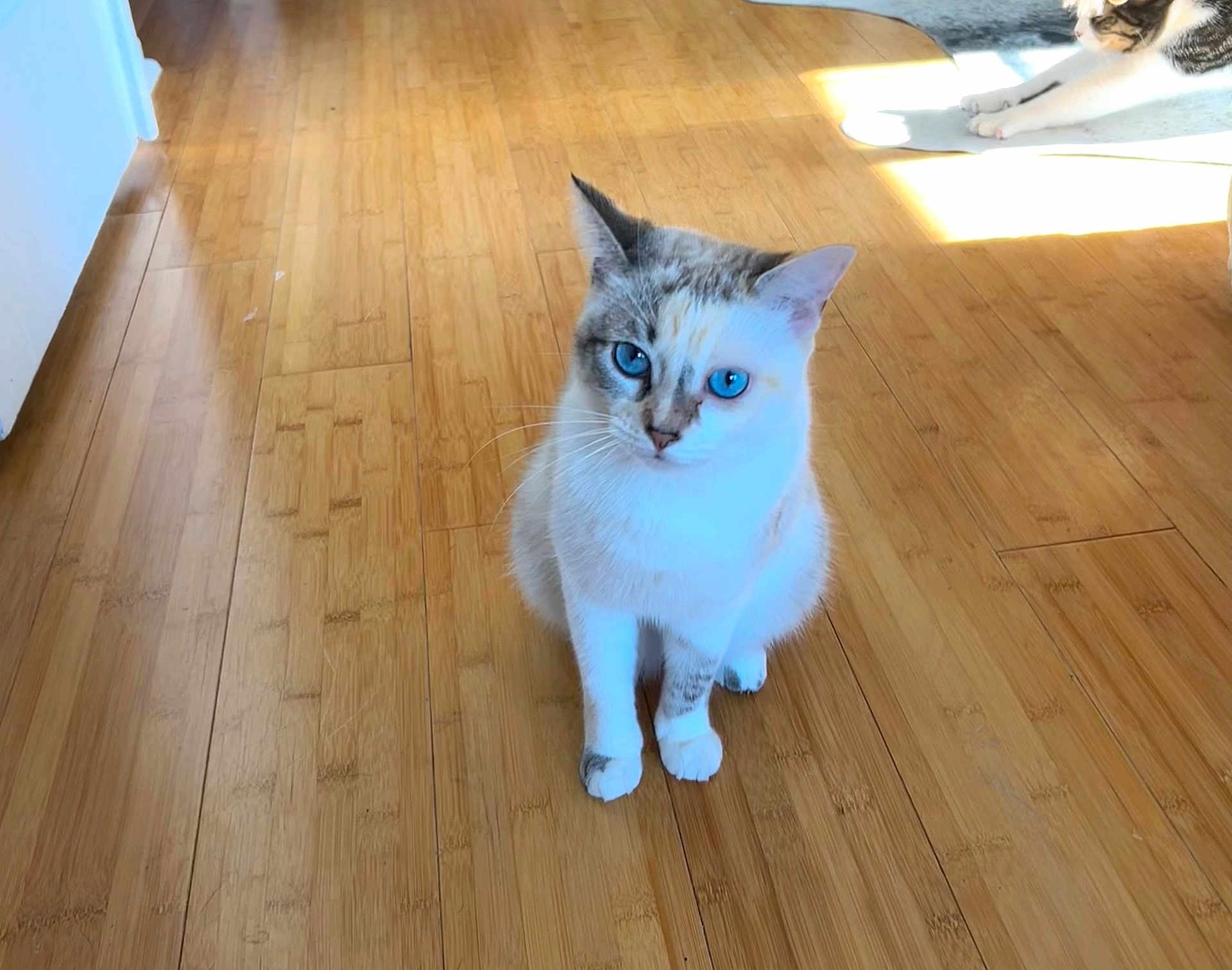 Gigi