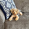 dog, couch, pillow, pet, indoor, furniture, small_dog, decorative_pillow, canine, relaxing, cozy, fur, collar, domestic_animal, living_room, home, animal, cute, resting, companion