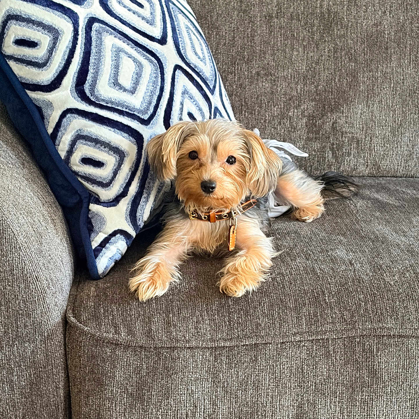 Emmy