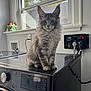 Walter joined the competition — help win amazing prizes! animal, appliance, cat, cord, domestic, ears, electrical_outlet, fluffy, fur, gray_cat, household, indoor, laundry_room, pet, quiet, reflection, sitting, sunlight, washing_machine, window