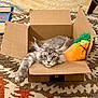 animal, box, cardboard_box, carpet, carpet_pattern, cat, cute, domestic_cat, feline, fluffy, fur, gray_cat, home, indoor, laying_down, paw, pet, plush_carrot, relaxed, toy