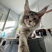 Walter is registered to the contest to win money with this photo: animal, appliance, cat, close_up, curious, domestic, ears, feline, fur, gray, home, indoor, maine_coon, natural_light, paw, pet, room, washing_machine, whiskers, window
