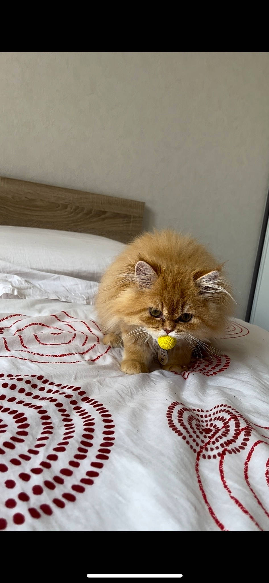 Loky a rejoint le concours — aidez-le/la à gagner de superbes lots ! bed, bed_sheet, bedding, carnivore, cat, claw, comfort, companion_dog, fawn, felidae, flooring, fur, hardwood, linens, pattern, room, small_to_medium_sized_cats, snout, whiskers, wood