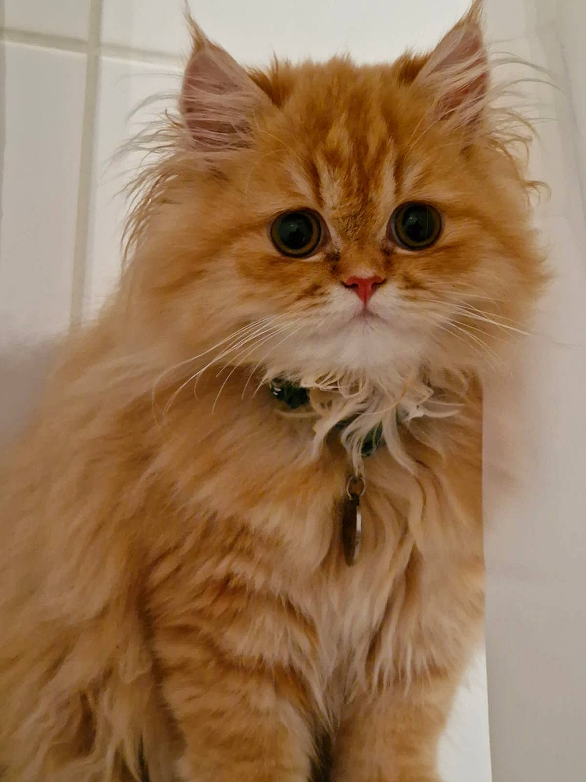 Loky participe au concours pour gagner de l'argent avec cette photo : art, british_longhair, carnivore, cat, fawn, felidae, fur, persian, small_to_medium_sized_cats, snout, terrestrial_animal, whiskers, wood, working_animal