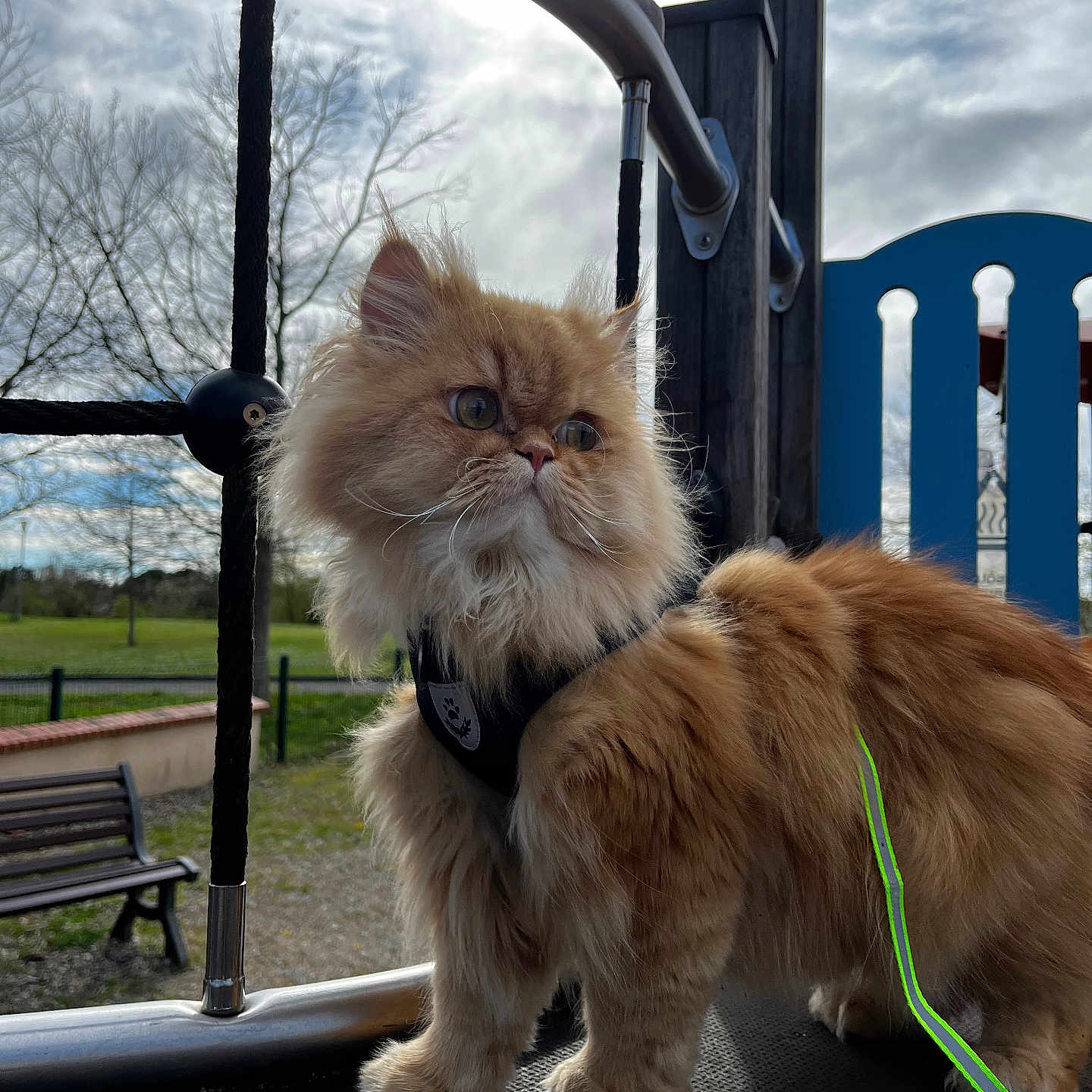 Loky a rejoint le concours — aidez-le/la à gagner de superbes lots ! accessories, animal, architecture, bench, building, cat, furniture, grass, kitten, leash, manx, outdoorplayarea, outdoors, pet, plant, playarea, railing, shelter, strap, wood