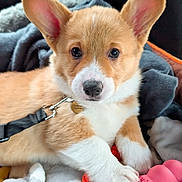 Honey joined the competition — help win amazing prizes! puppy, dog, corgi, pet, animal, cute, blanket, toy, indoor, fur, ears, paw, nose, collar, leash, soft, resting, young, playful, closeup