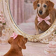 Roxanne is registered to the contest to win money with this photo: puppy, dog, mirror, reflection, pink_bow, pink_bow_tie, pink_decor, vintage, perfume_bottle, mat, cute, small_dog, indoor, decorative_mirror, table, floral, soft_colors, pet, adorable, looking