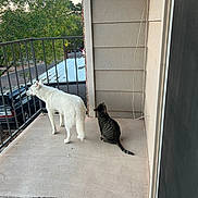 Mali is registered to the contest to win money with this photo: dog, cat, balcony, railing, white_dog, tabby_cat, concrete_floor, bowl, apartment, siding, tree, parked_car, outdoor, pet, curious, looking_out, tail, fur, corner, porch