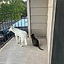dog, cat, balcony, railing, white_dog, tabby_cat, concrete_floor, bowl, apartment, siding, tree, parked_car, outdoor, pet, curious, looking_out, tail, fur, corner, porch