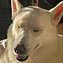 Mali joined the competition — help win amazing prizes! dog, white_dog, pet, closeup, portrait, ears, nose, tongue, squinting, happy, fur, whiskers, muzzle, indoor, sunlight, shadow, bed, photobomb, person, smile